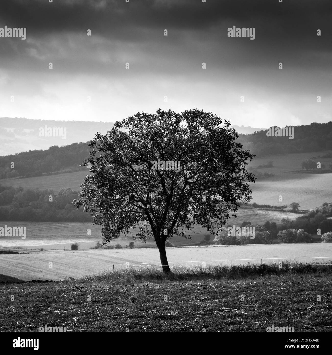 Arbre solitaire debout dans un vaste paysage sous un ciel dramatique pendant les heures du soir en noir et blanc Banque D'Images