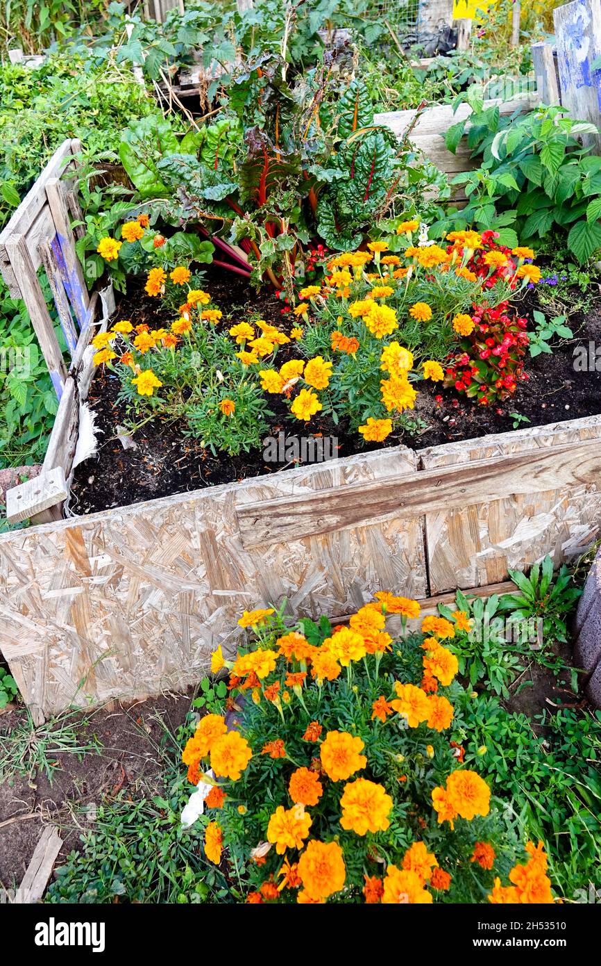 Lit surélevé légumes petits fleurs de jardin Tagetes horticulture, Jardinage Banque D'Images