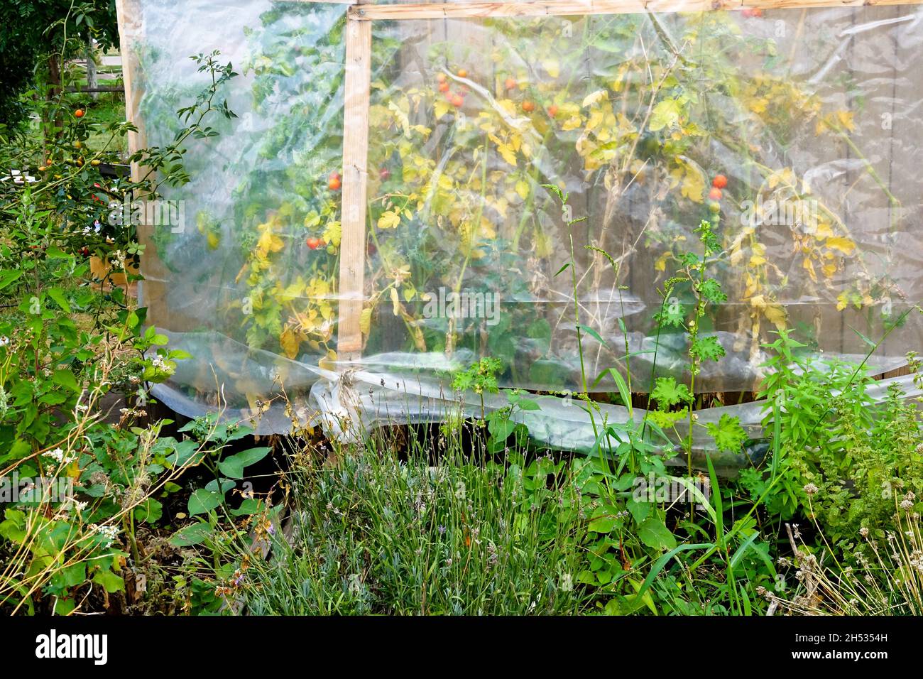 Plants de tomates poussant dans une serre en plastique, jardin d'allotement jaunissant des plantes Banque D'Images