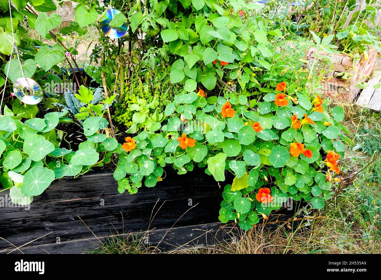 Le jardin de Tropaeolum Naturtium majus fleurit dans un jardin potager Banque D'Images