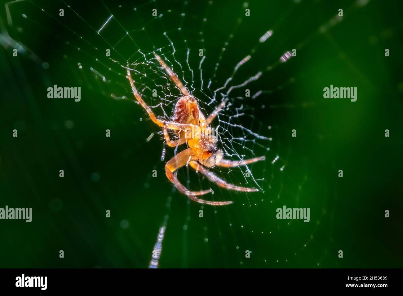 Orb Weaver Spider (araneus spp.) sur une toile sous le soleil d'été. Banque D'Images
