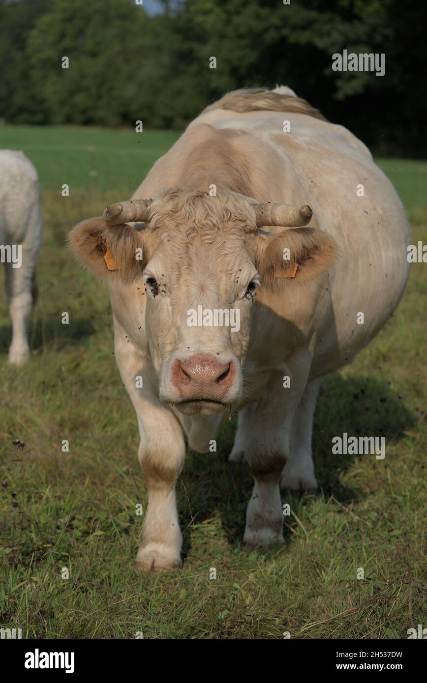 Vache Charolais blanche dans un pré en Auvergne Banque D'Images