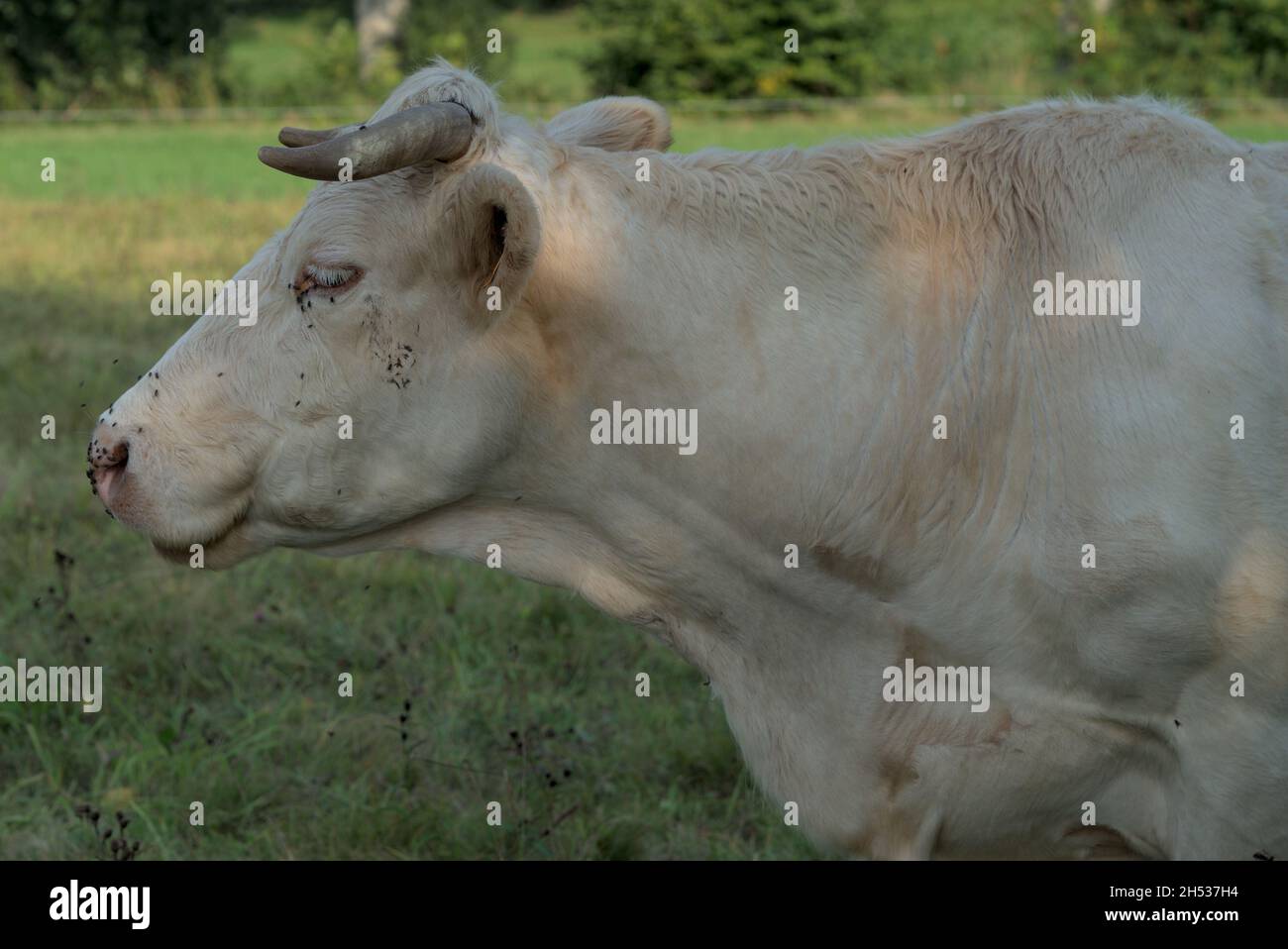 Vache Charolais blanche dans un pré en Auvergne Banque D'Images