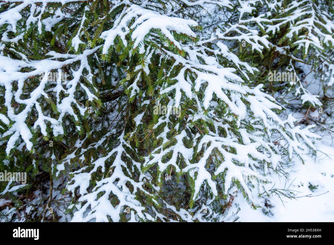 Branches de sapin vert. Arbres de Noël sous la neige Banque D'Images