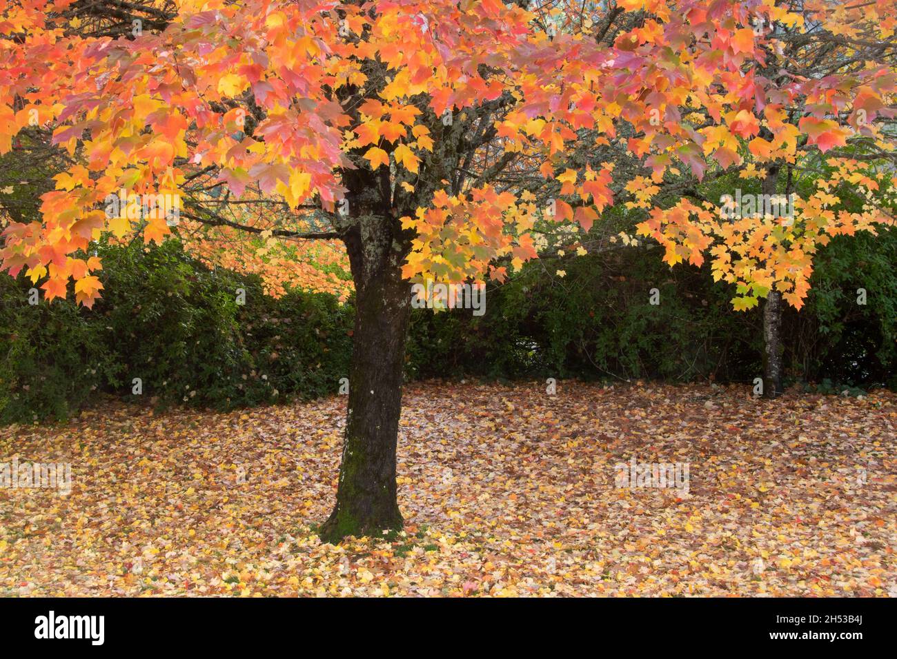 Feuilles d'automne de l'érable rouge (Acer rubrum), Oregon Banque D'Images