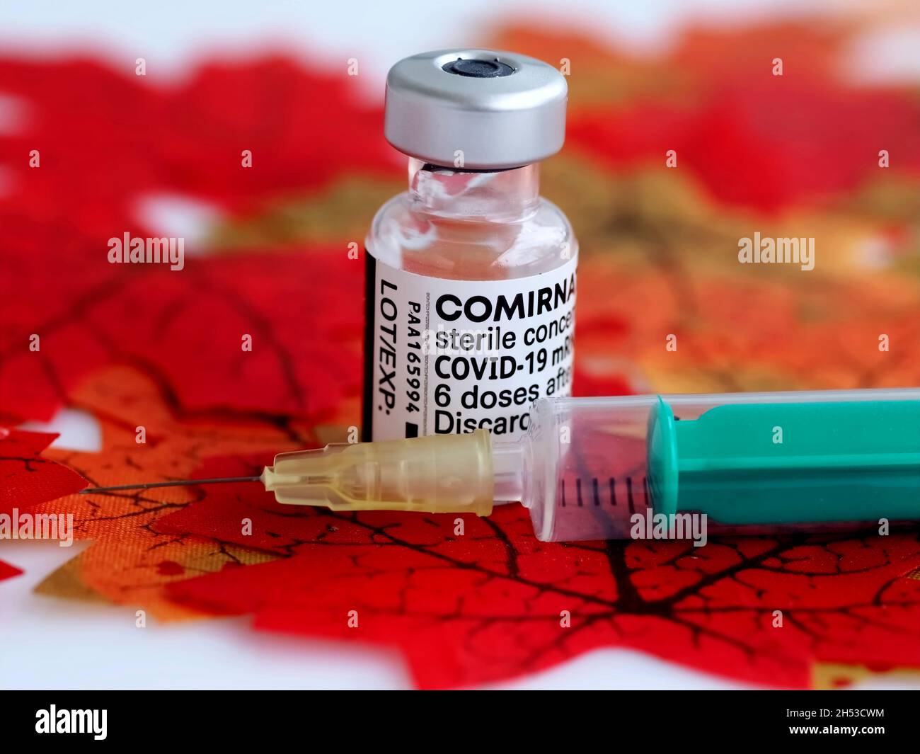 Comirrnaty Biontech Pfizer ampoule de vaccination avec une seringue contre le virus Covid-19 ou Corona sur les feuilles rouges Banque D'Images