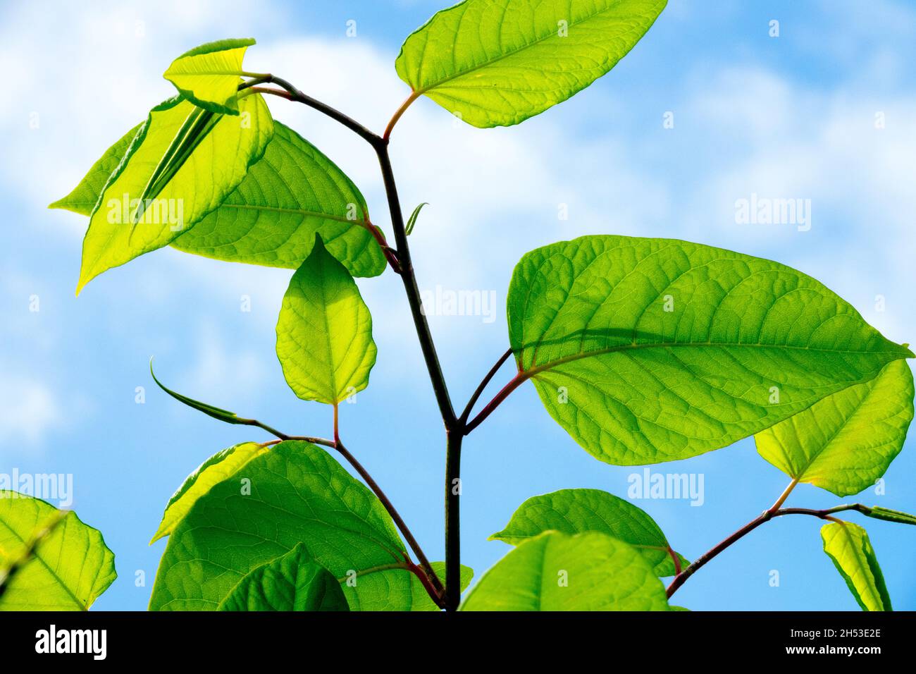 Plante envahissante Europe asiatique ou japonaise nouweed Fallopia japonica Banque D'Images