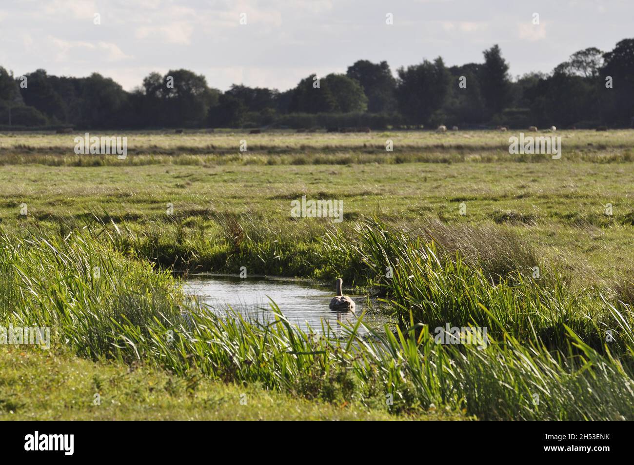 Sur les marais de Halvergate, Norfolk, Angleterre, Royaume-Uni. Banque D'Images