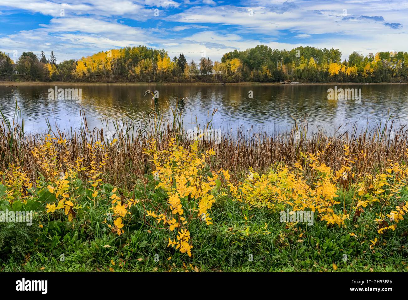 Couleur du feuillage d'automne le long de la rivière Rainy, rivière Rainy, Ontario, Canada. Banque D'Images