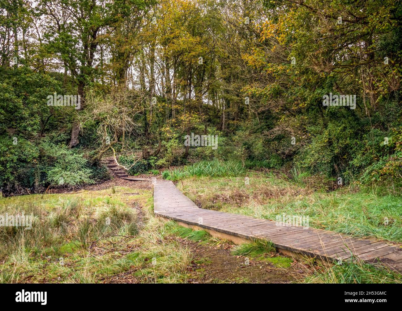 Promenade en bois à travers les bois d'automne, Devon, Angleterre.Paysage magnifique. Banque D'Images