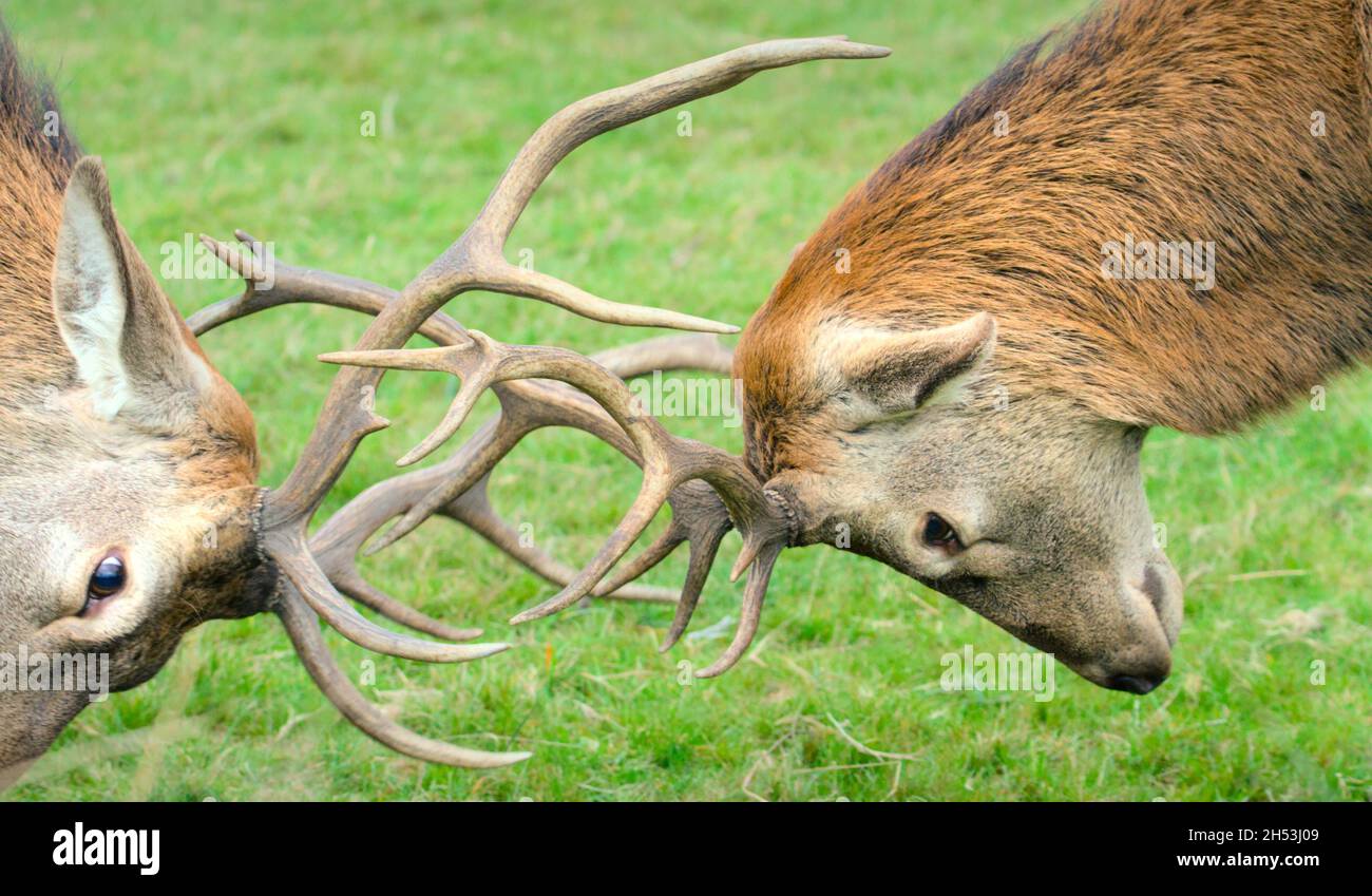 Une paire de Red Deer, Cervus elaphus, s'accroche à des cornes de verrouillage pendant Une rut, New Forest UK Banque D'Images