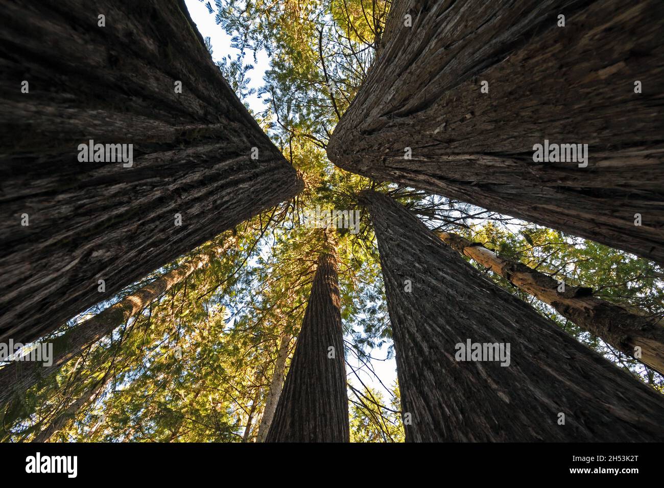 French Creek Cedars, une zone d'intérêt particulier dans la forêt nationale de Kootenai.Purcell Mountains, nord-ouest du Montana.(Photo de Randy Beacham) Banque D'Images