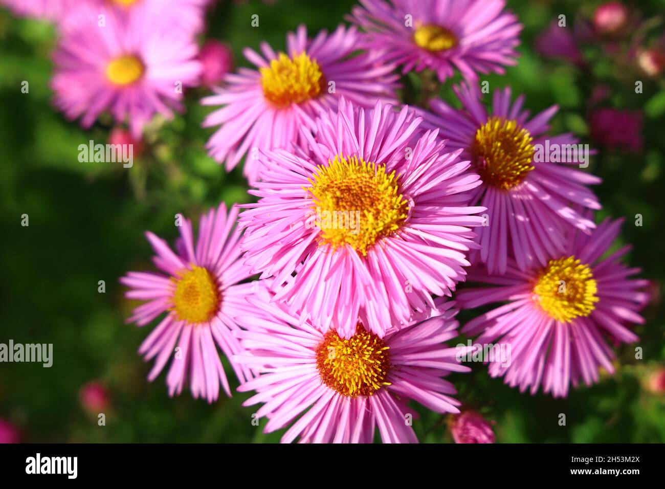 Erigeron Banque D'Images