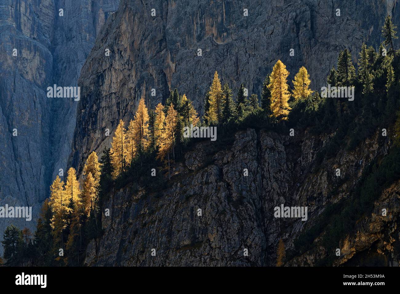 Lever du soleil sur les larches colorées sur une falaise des Dolomites Banque D'Images