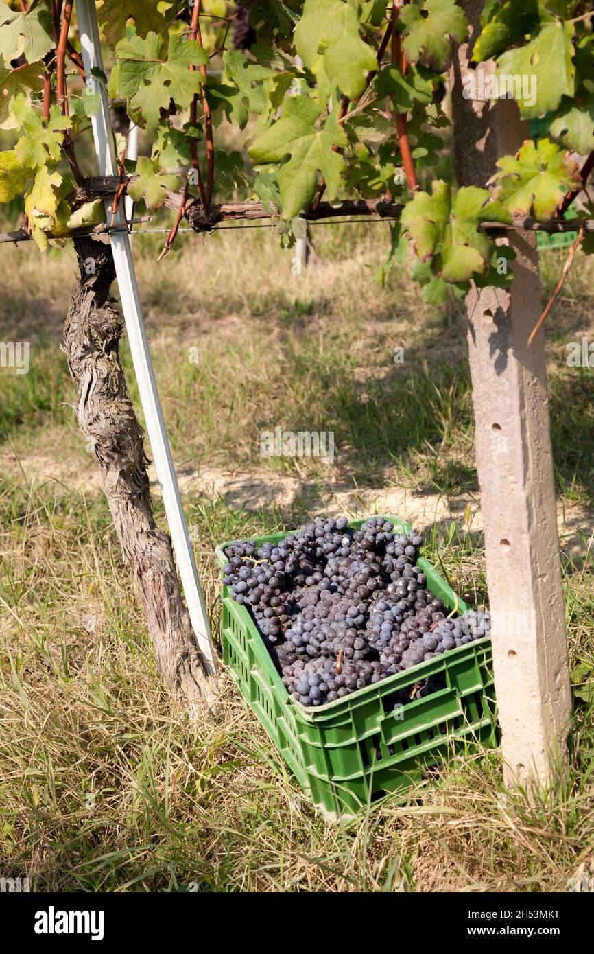 Un récipient en plastique rempli de raisins nebbiolo dans un vignoble autour de Castiglione Falletto dans la région viticole du Langhe du Piémont, en Italie Banque D'Images