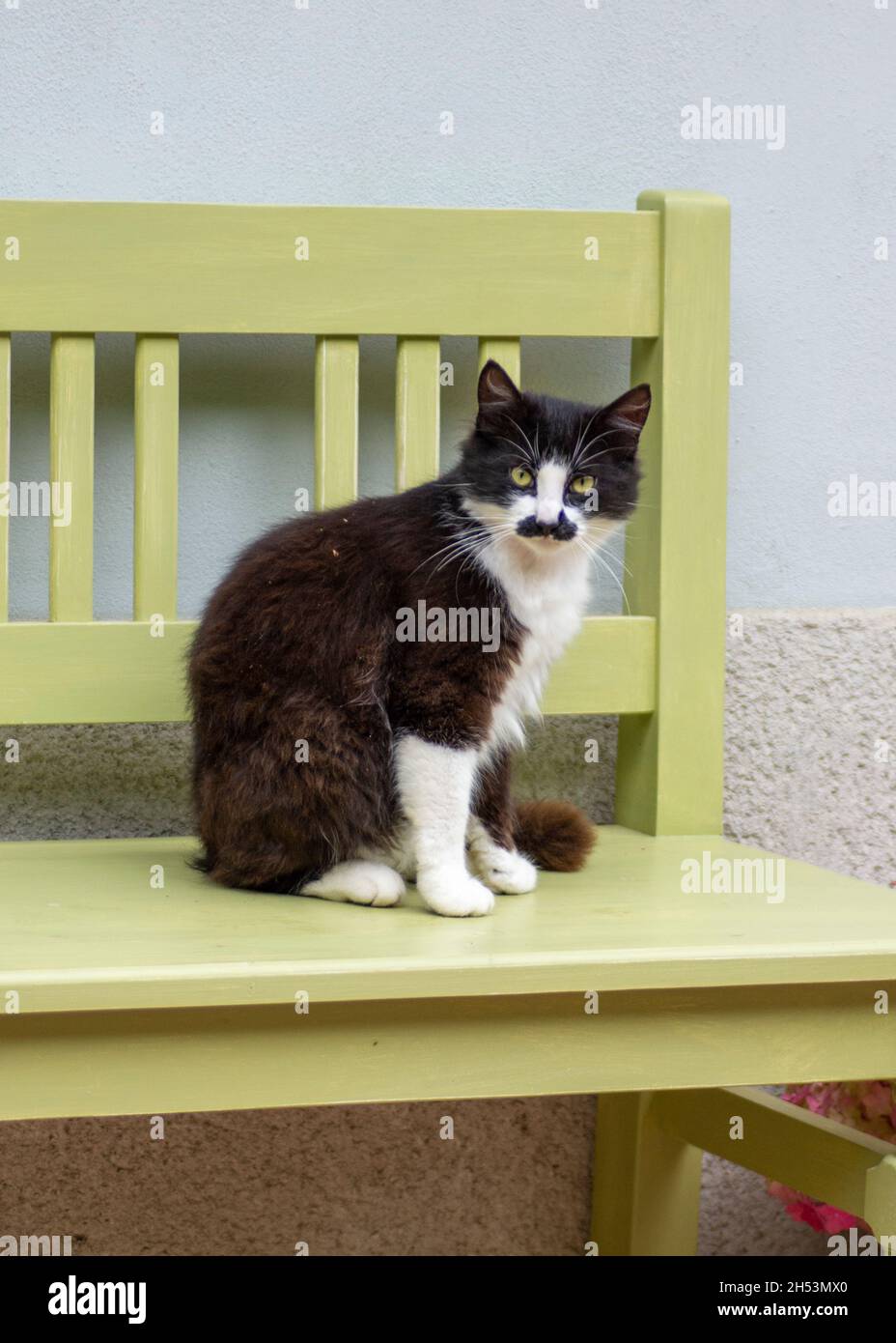 Chat Blanc Avec Marque Noire Banque De Photographies Et D Images A Haute Resolution Alamy Chat Blanc Avec Marque Noire Banque De Photographies Et D Images A Haute Resolution Alamy