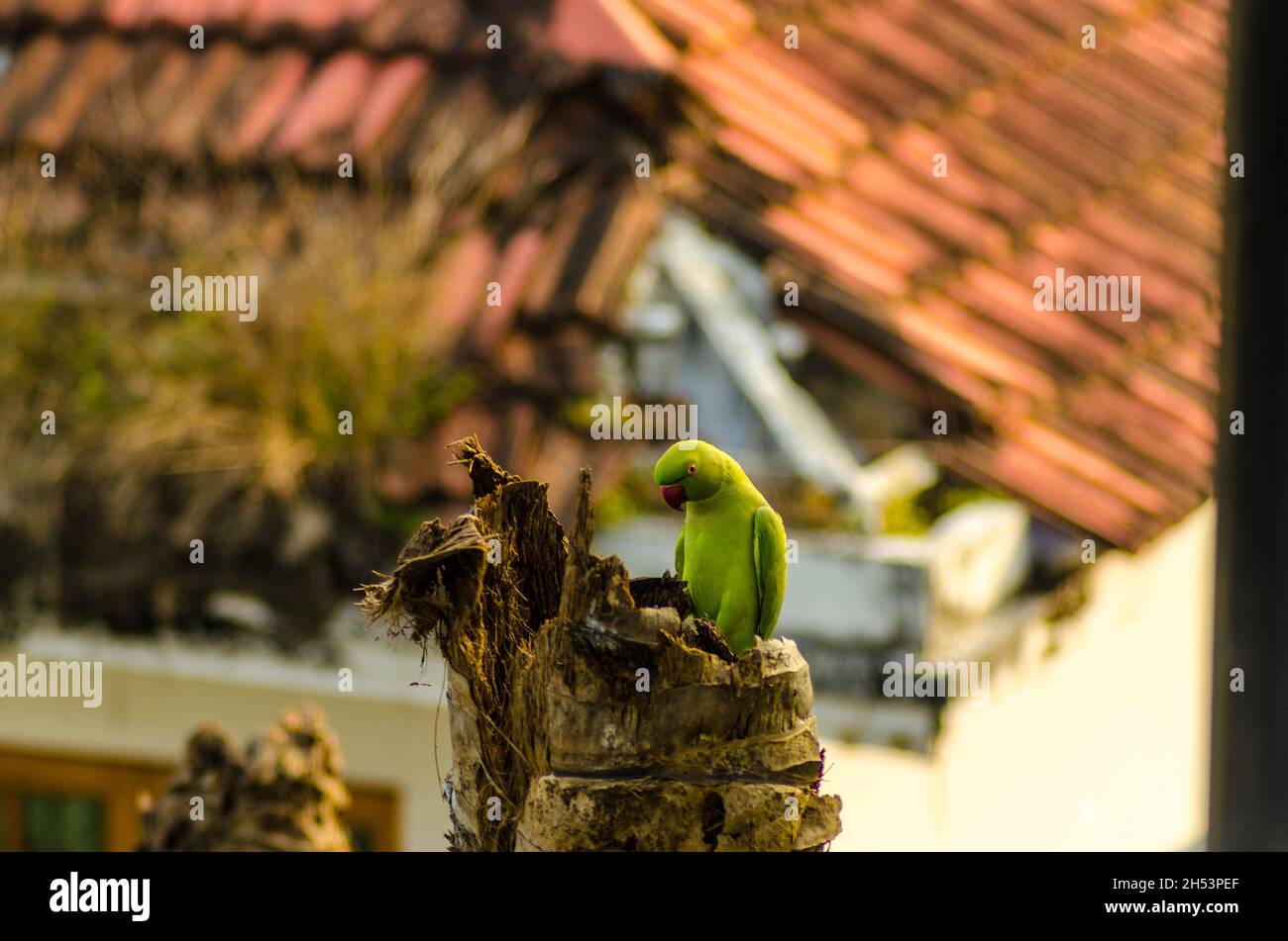 Perroquet assis sur les arbres Banque D'Images