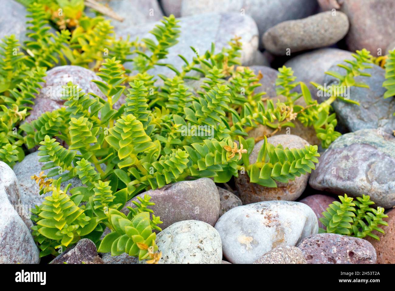 Sea Sandwort (honkenya peploides), gros plan montrant la plante côtière qui croît parmi les galets à la ligne de marée haute. Banque D'Images