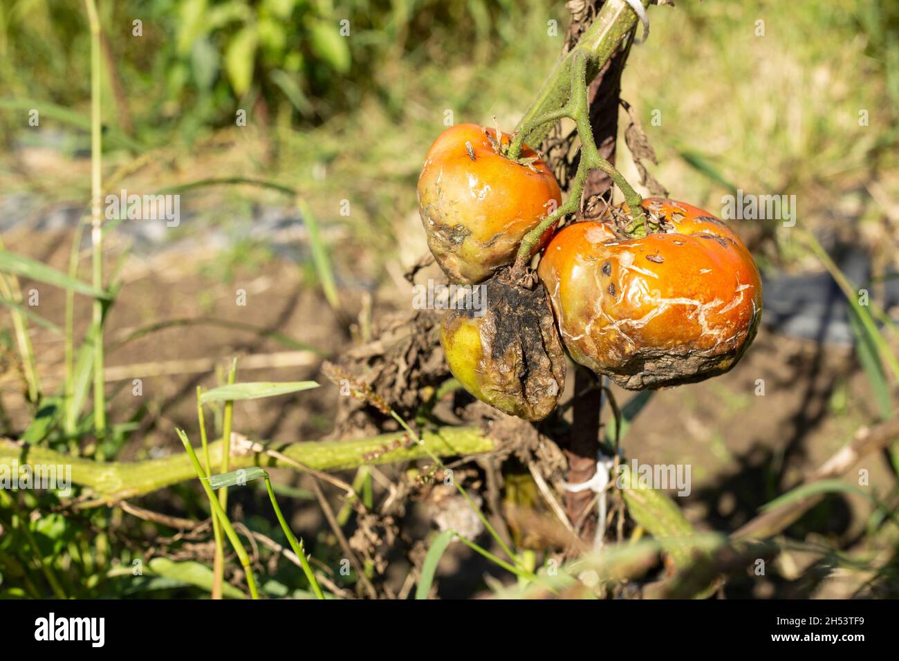 Trois tomates sur une plante non récoltée gâchée par la pluie et le mauvais temps. Récolte ruineuse. Mise au point sélective. Espace de copie. Espace de texte. Banque D'Images