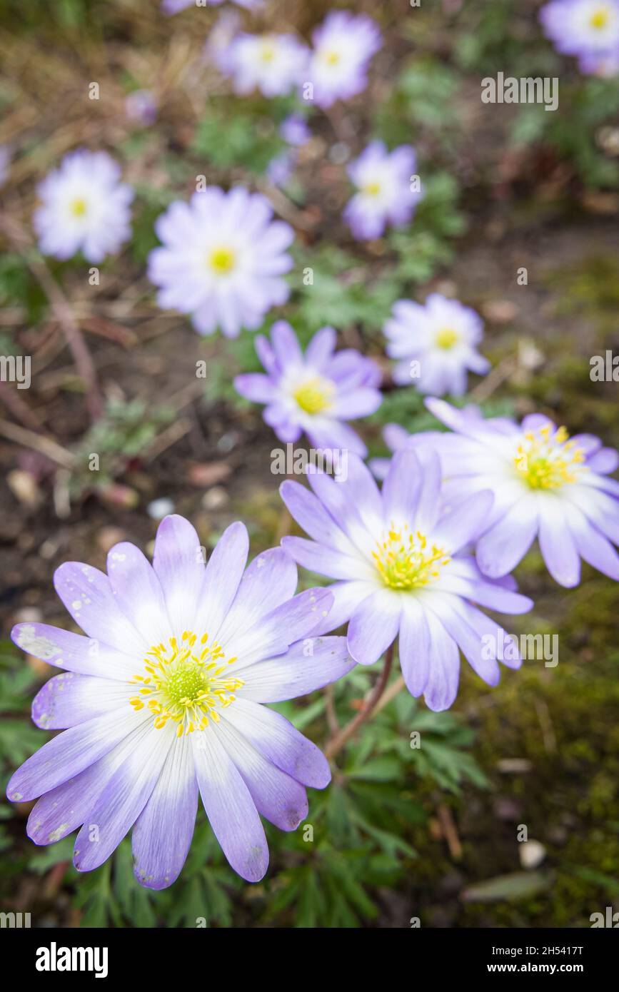 Plante de blanda d'anémone avec des fleurs pourpres ou bleues, gros plan de plantes vivaces fleurissant au printemps dans une frontière de jardin au Royaume-Uni Banque D'Images