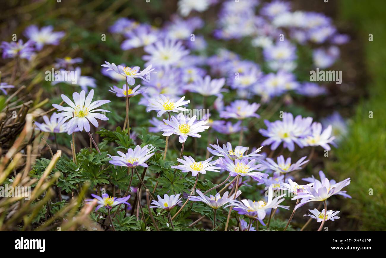 Fleurs d'anémone blanda, anémone balkanique ou fleur venteuse d'hiver, plantes vivaces fleurissant au printemps dans une frontière de jardin britannique Banque D'Images