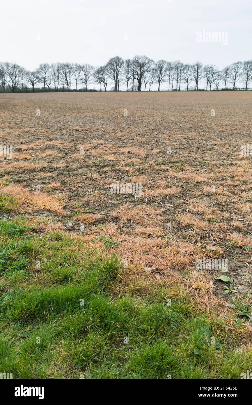 Le glyphosate, un herbicide chimique, pulvérisé sur un champ pour lutter contre les mauvaises herbes.Buckinghamshire, Royaume-Uni Banque D'Images