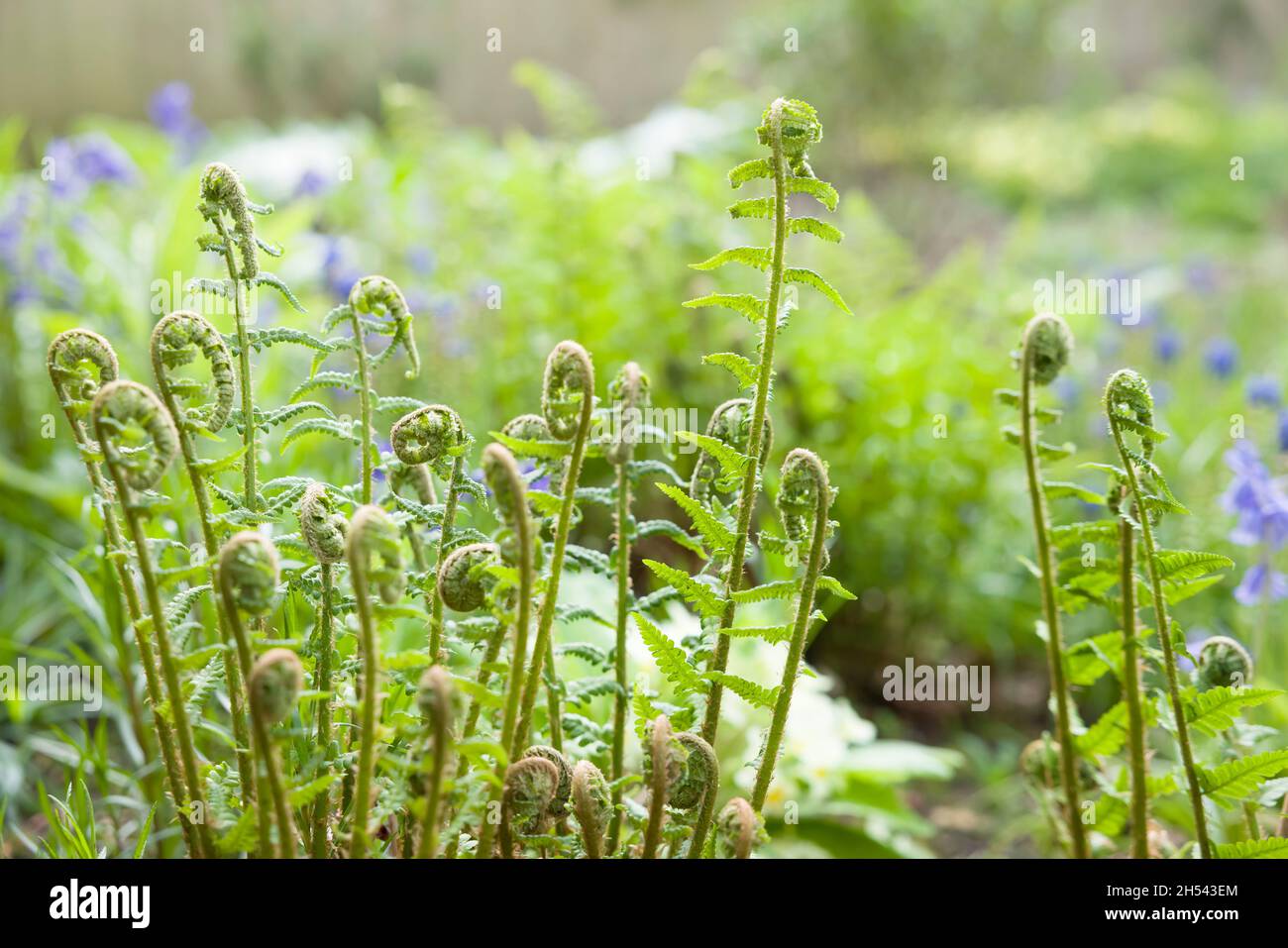 Fougères, gros plan sur de nouvelles frondes ou têtes de violon poussant sur une plante dans un jardin britannique au printemps.Dryopteris filix mas (fougère en bois) Banque D'Images