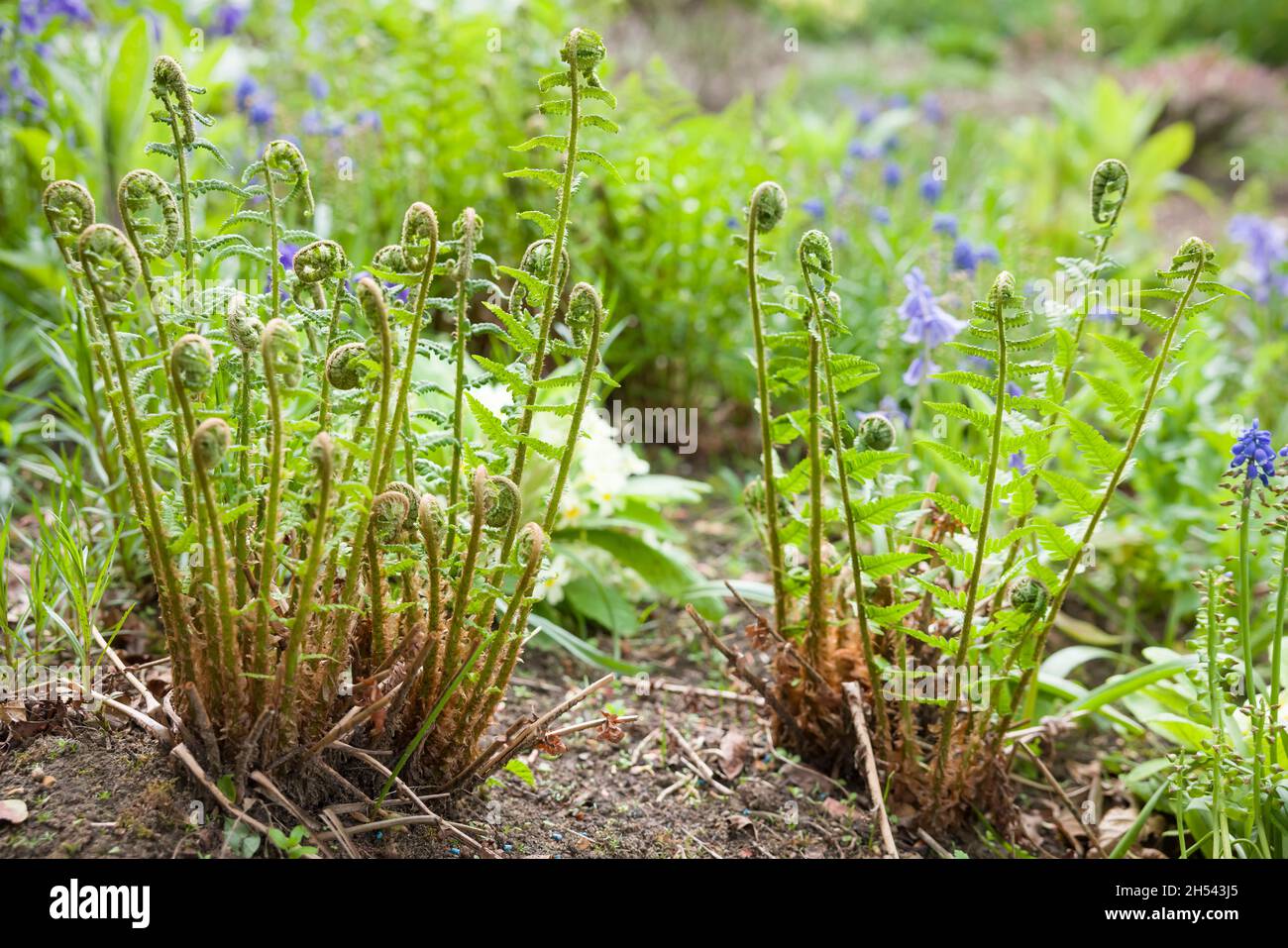 Fougères sèches opteris filix-mas (fougères en bois) plantes en croissance dans un jardin britannique, nouvelle croissance des frondes au printemps Banque D'Images