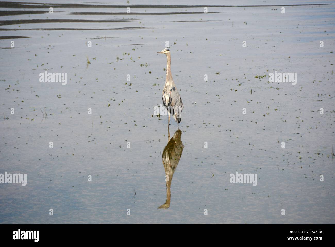 Un grand héron bleu debout dans l'eau près des rives du lac Pitt, un sanctuaire naturel d'oiseaux, près de Pitt Meadows, Colombie-Britannique, Canada. Banque D'Images