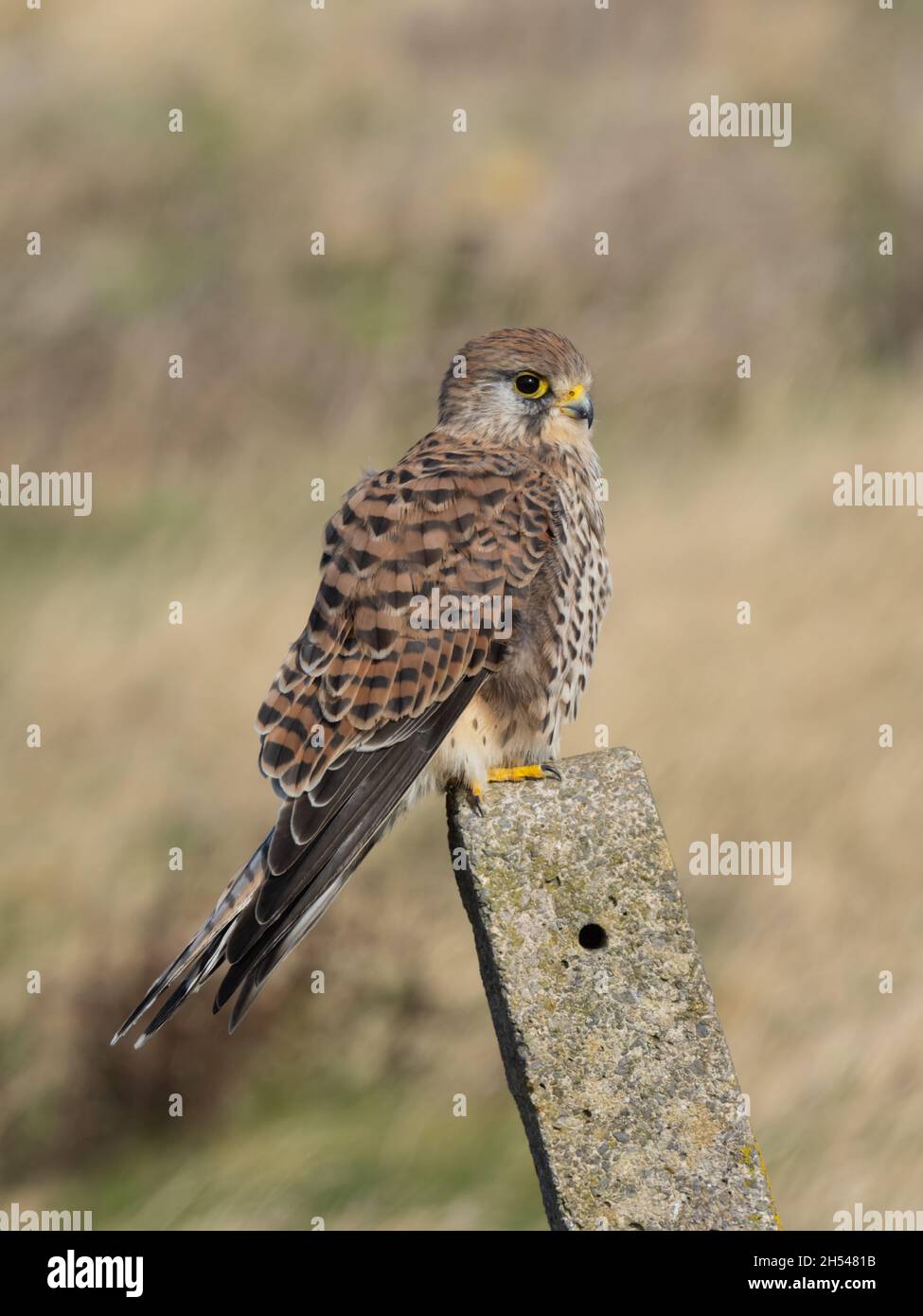 Falco tinnunculus, une femelle de Kestrel commun perchée sur un poteau en béton tout en recherchant une proie. Banque D'Images