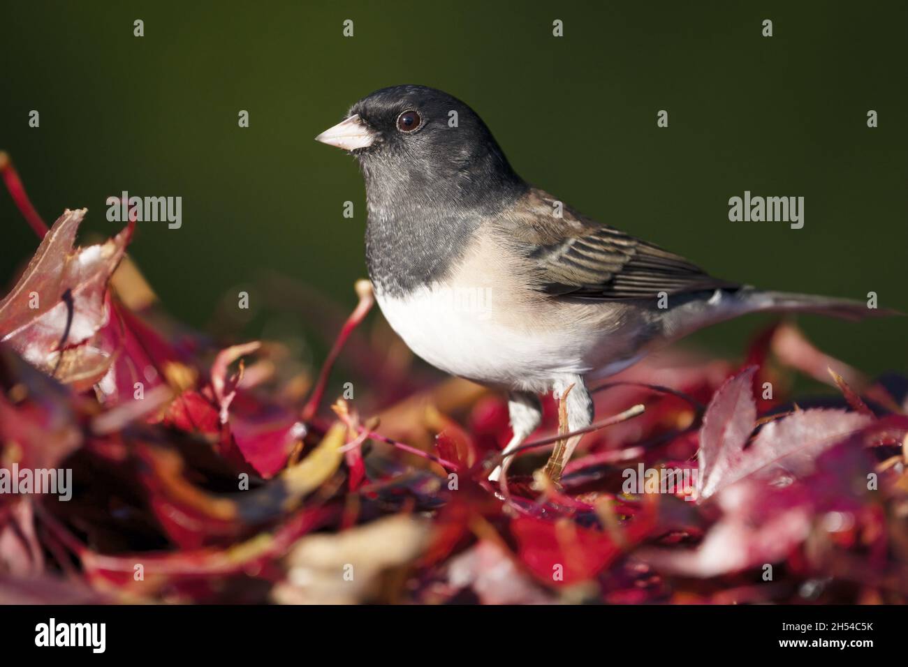 junco (Junco hyemalis Oregon) mâle adulte à yeux foncés debout dans des feuilles d'automne rouges, État de Washington, États-Unis Banque D'Images