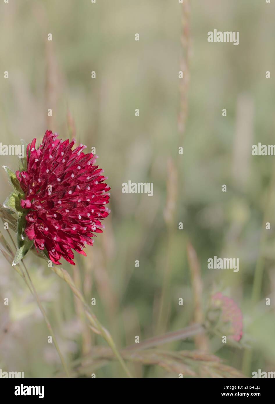 Vue rapprochée de la Scabiosa atropurpurea (également connue sous le nom de garningbride ou douce scabious).Fleur unique, mise au point sélective avec arrière-plan flou. Banque D'Images
