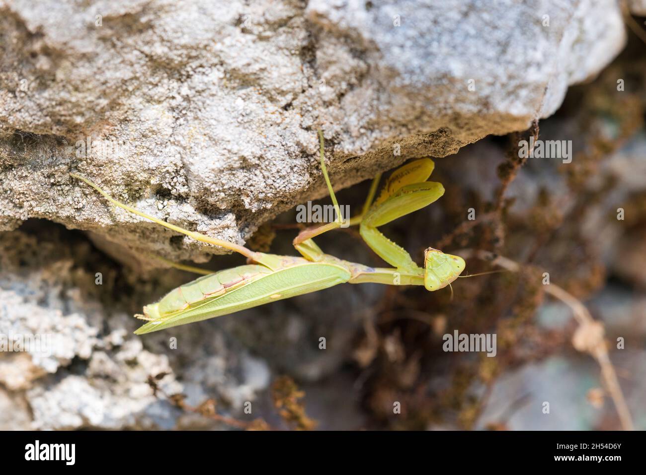 Une femme européenne de Mantis (Mantis religiosa) qui priait sur un mur à Mystras, Péloponnèse, dans le sud de la Grèce Banque D'Images