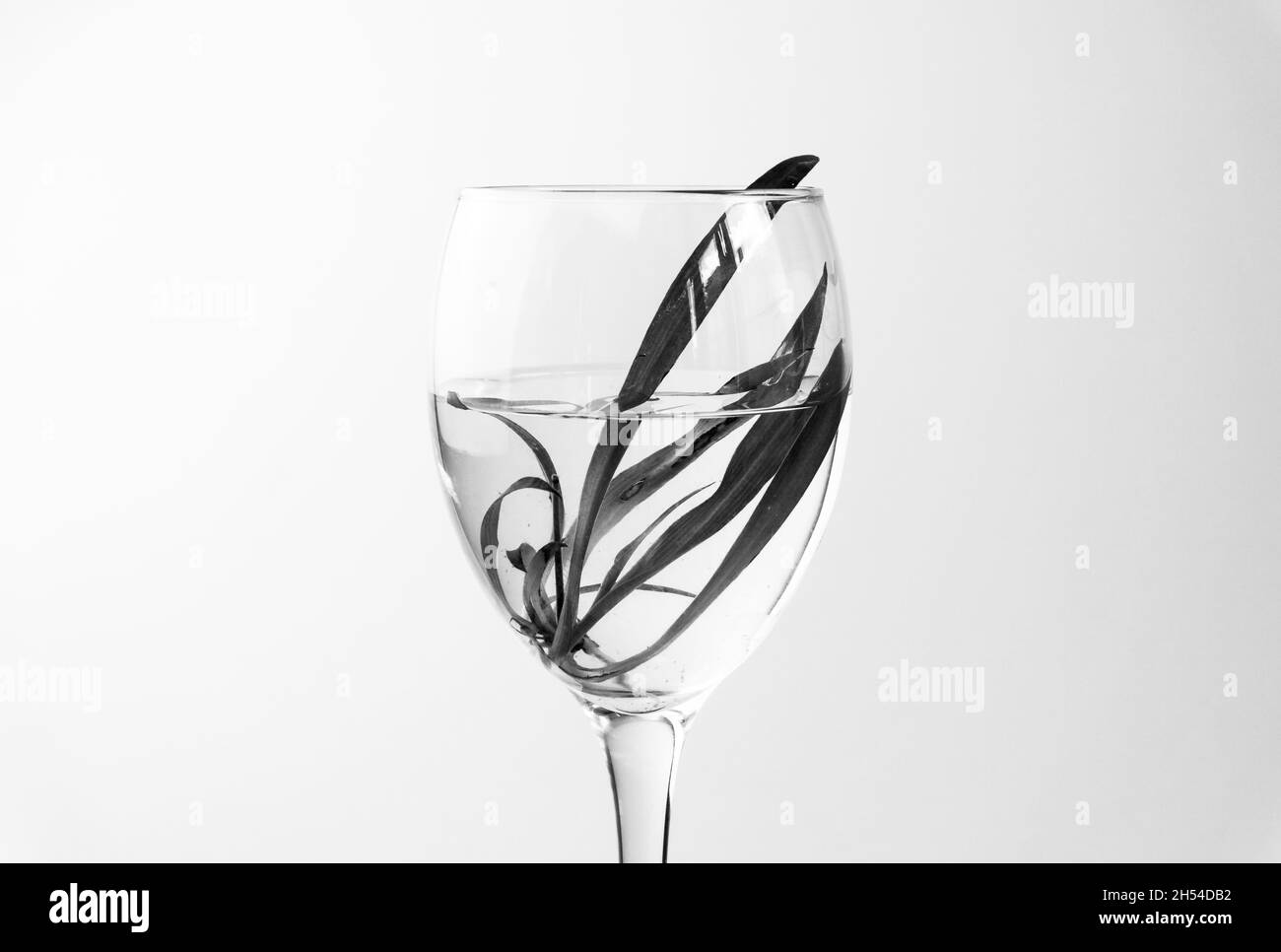 Chlorophytum comosum avec racines dans l'eau dans les eaux de vin.Beaucoup de racines dans l'eau. Nouveau concept de vie. Croissance des plantes.Espace de texte Hope. Banque D'Images