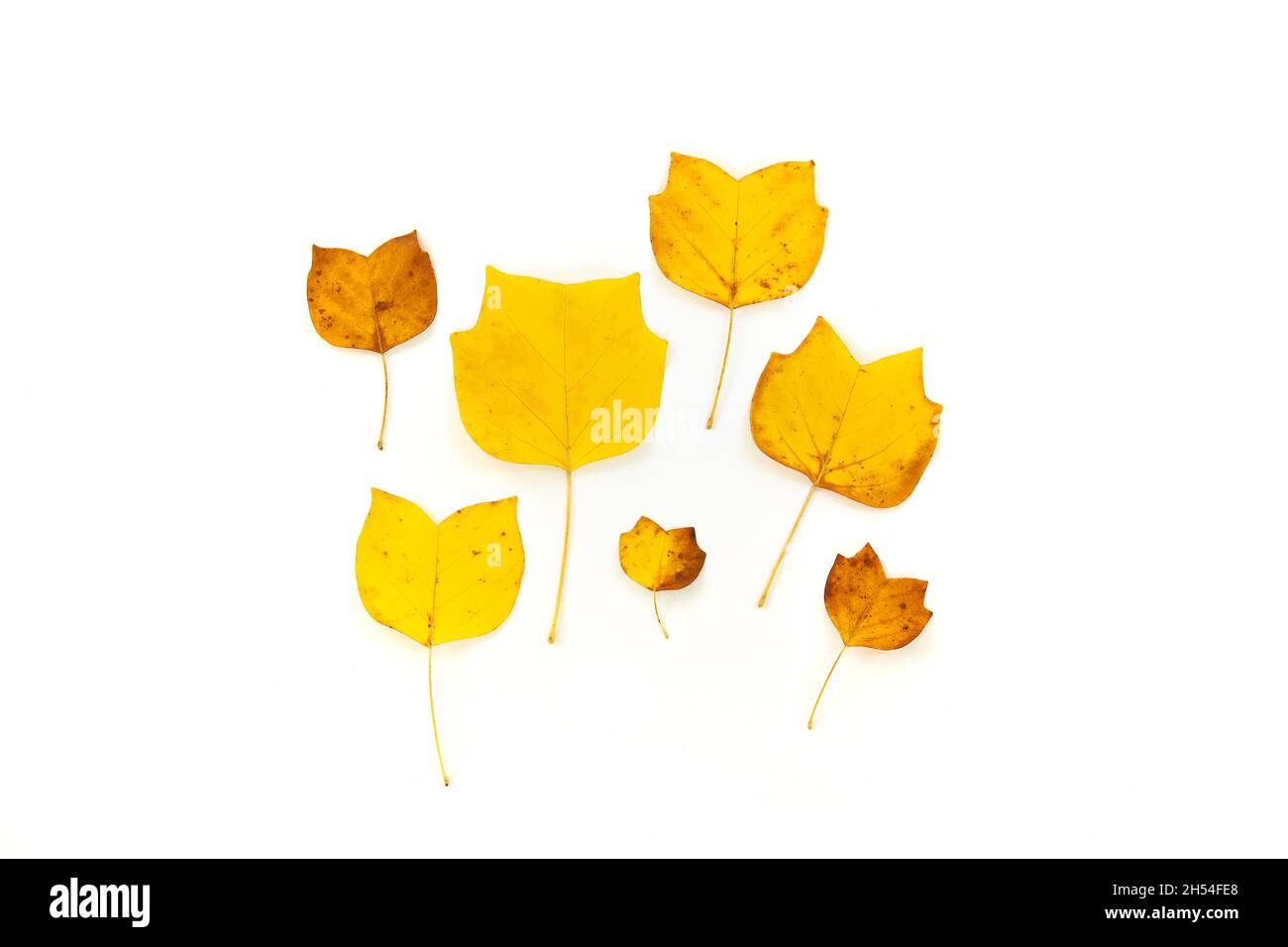 Composition de feuilles d'automne décoratives dorées sur fond blanc.Flat Lay, vue du dessus aménagement floral neutre minimal.Décoration de saison élégante Banque D'Images