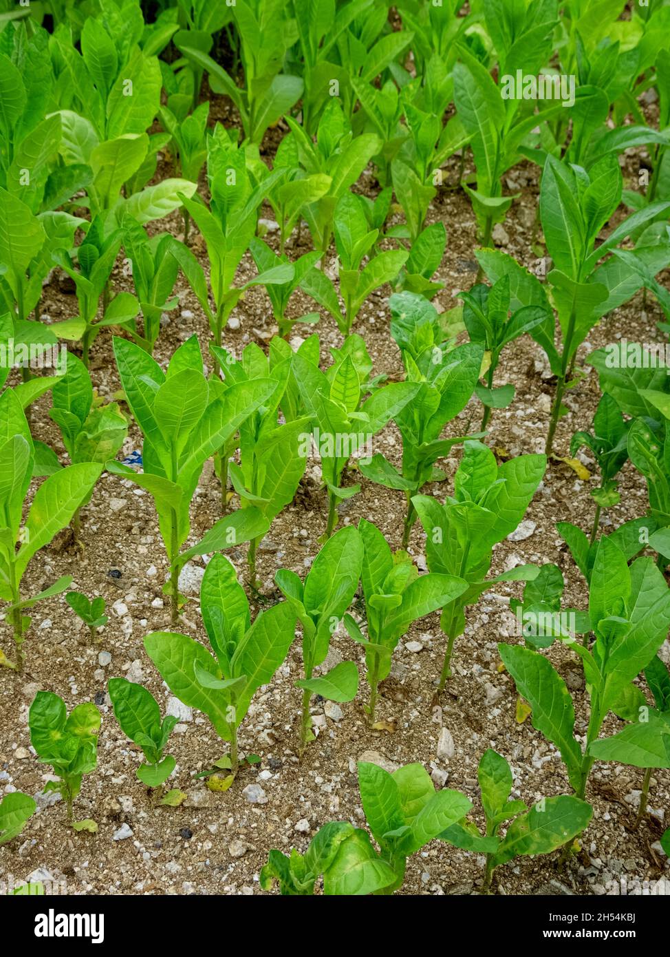 Économie et agriculture dans le nord de la Grèce plants de tabac dans un champ entre Xanthi, dans la région de l'est de la Macédoine et Thrace, et bou bulgare Banque D'Images