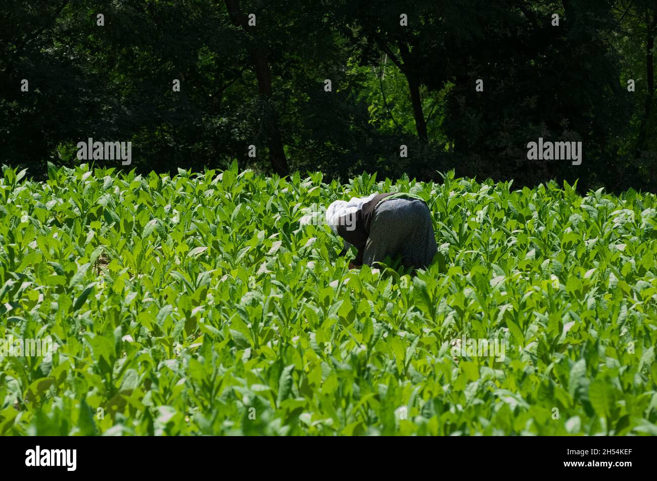 Économie et agriculture dans le nord de la Grèce récolte de feuilles de tabac dans un champ entre Xanthi, dans la région de l'est de la Macédoine et Thrace, et bu Banque D'Images