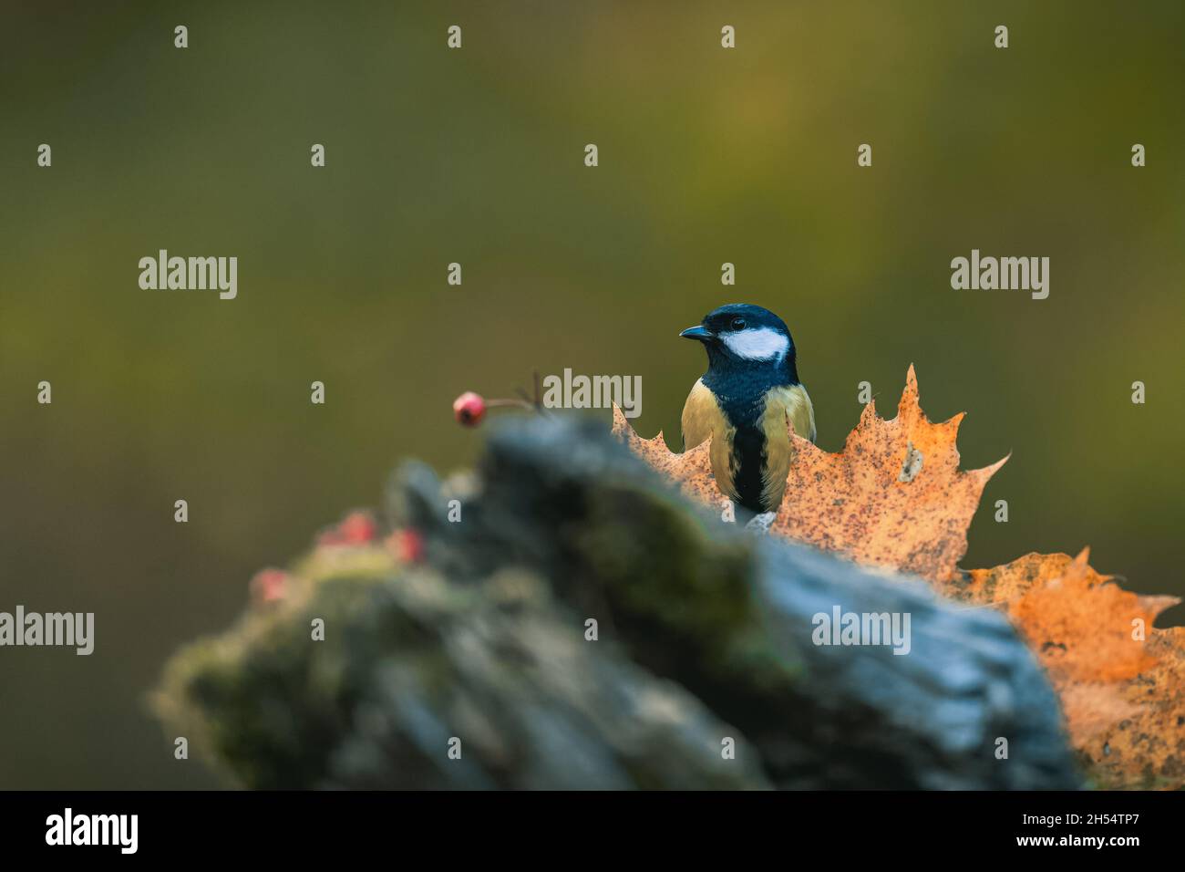 Un songbird (la grande dîme, parus Major) se nourrissant de graines et regardant autour.Couleurs d'automne, arrière-plan flou simple. Banque D'Images