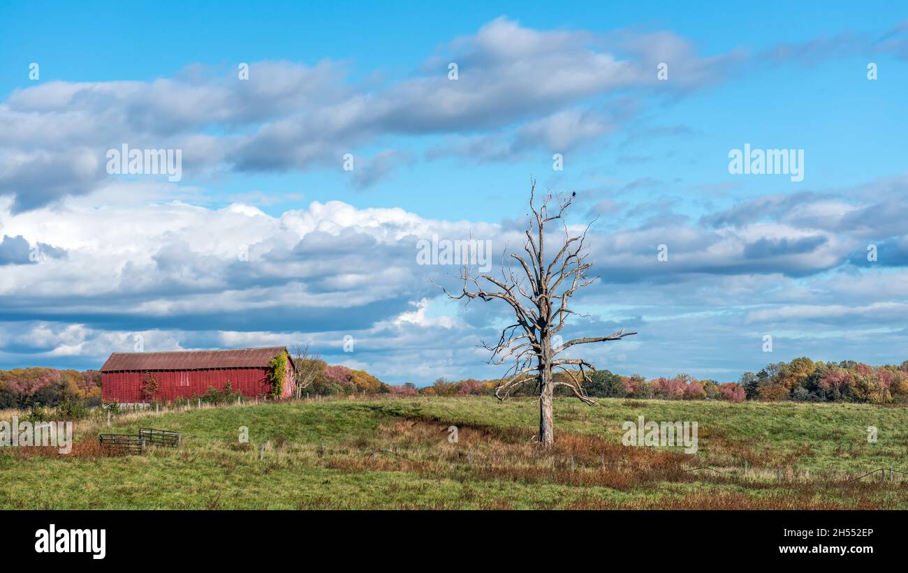 Paysage de ferme avec une ancienne grange rustique rouge dans un champ d'herbe dans la campagne du Maryland pendant l'automne avec des couleurs flamboyantes d'automne Banque D'Images
