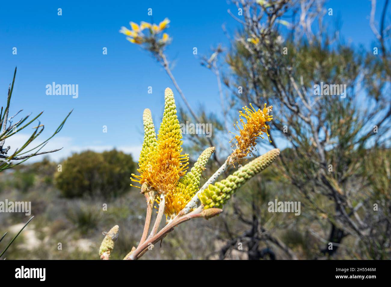 Flame Grevillae (Grevillea excelsior) croissant le long de la route de Corrigin Wildflower, région de Wheatbelt, Australie occidentale, Australie occidentale, Australie occidentale Banque D'Images