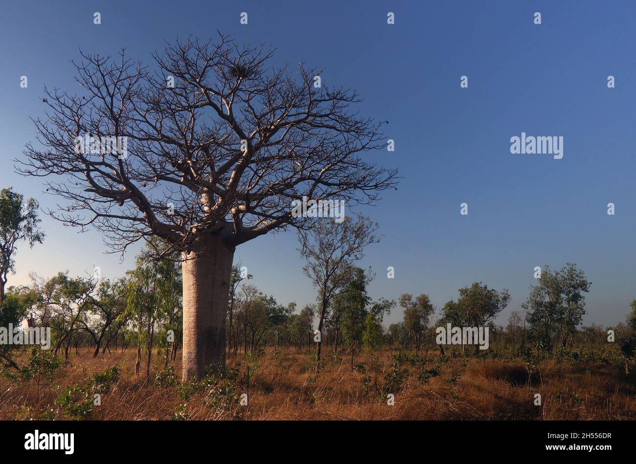 Boab (Adansonia gregorii) arbre avec des oiseaux nichent parmi la savane, Fitzroy Crossing, Kimberley, Australie occidentale Banque D'Images