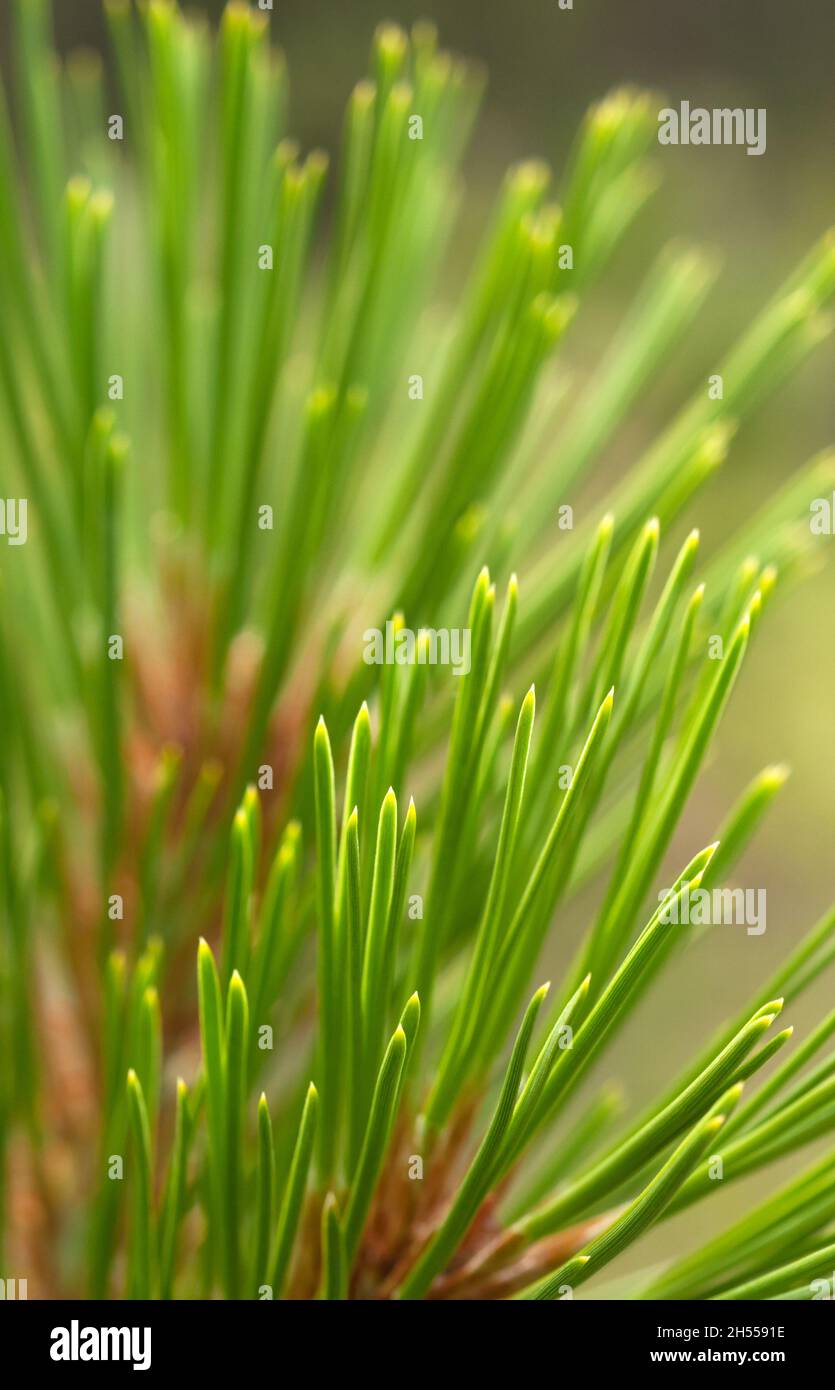 Aiguilles de pin ponderosa (Pinus ponderosa) Banque D'Images