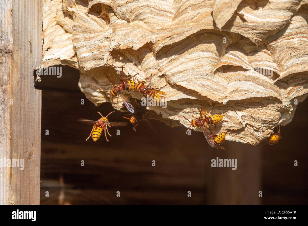 Les Hornets européens (Vespa crabro) travaillent à la surface de leur nid, dans un abri de jardin.Couches horizontales de fibres de couleur de différentes sources UK Banque D'Images