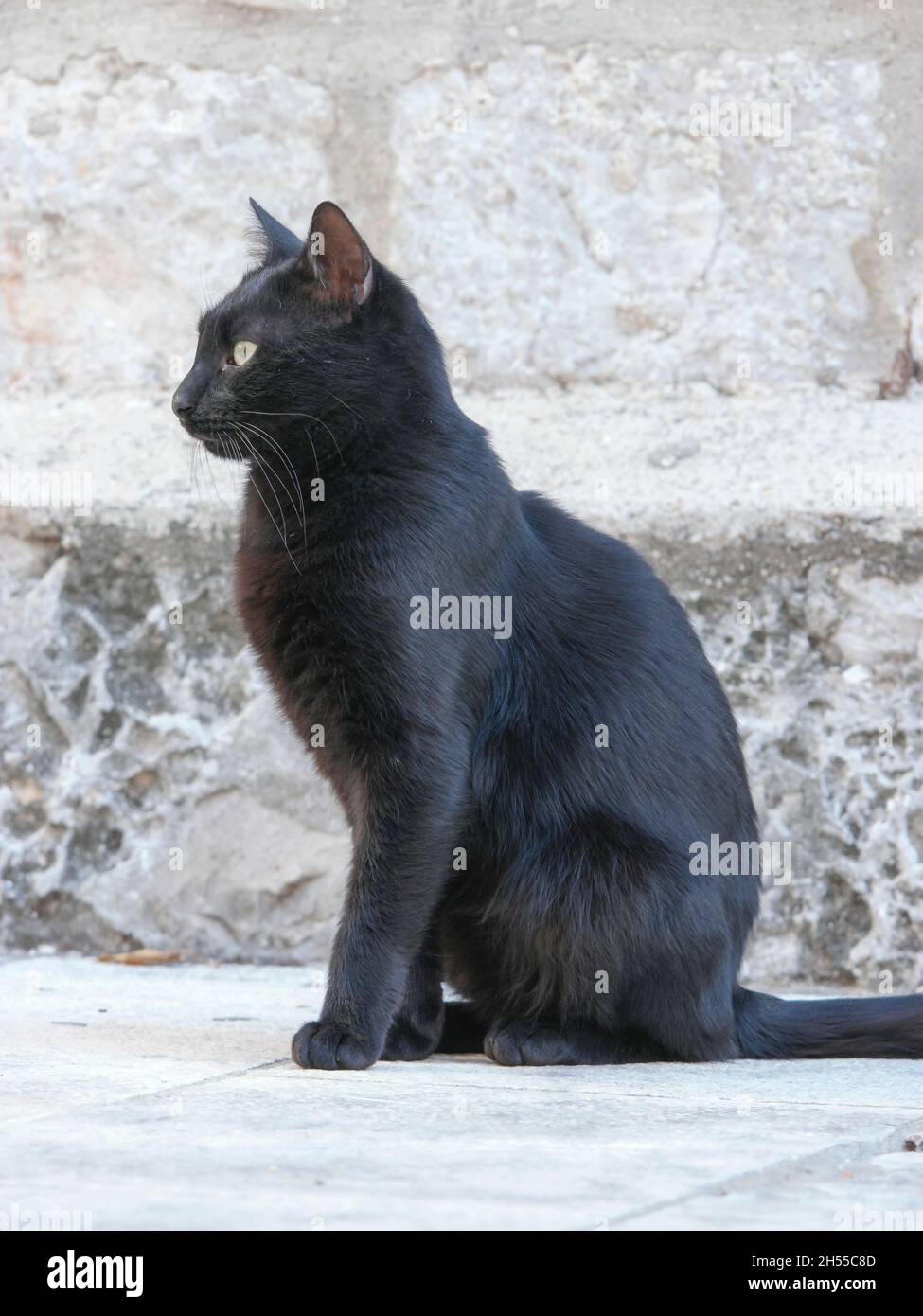 Chat noir dans la vieille ville de Dubrovnik (Dalmatie, Croatie) Banque D'Images