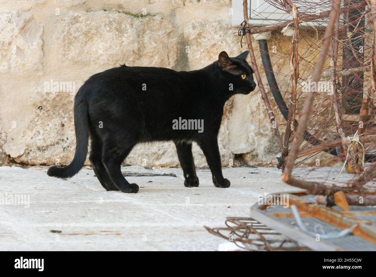 Chat noir dans le port de la vieille ville de Dubrovnik (Dalmatie, Croatie) Banque D'Images
