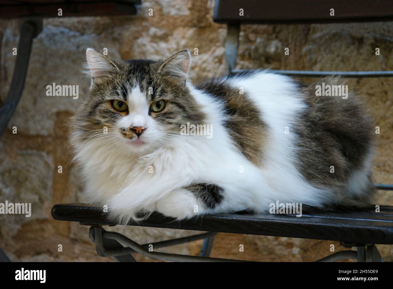 Chat à poil long sur une table dans la vieille ville de Dubrovnik (Dalmatie, Croatie) Banque D'Images