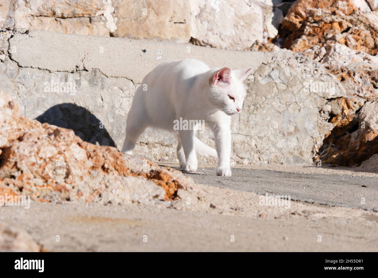 Chat blanc marchant sur des rochers en face de la vieille ville de Dubrovnik (Dalmatie, Croatie) Banque D'Images