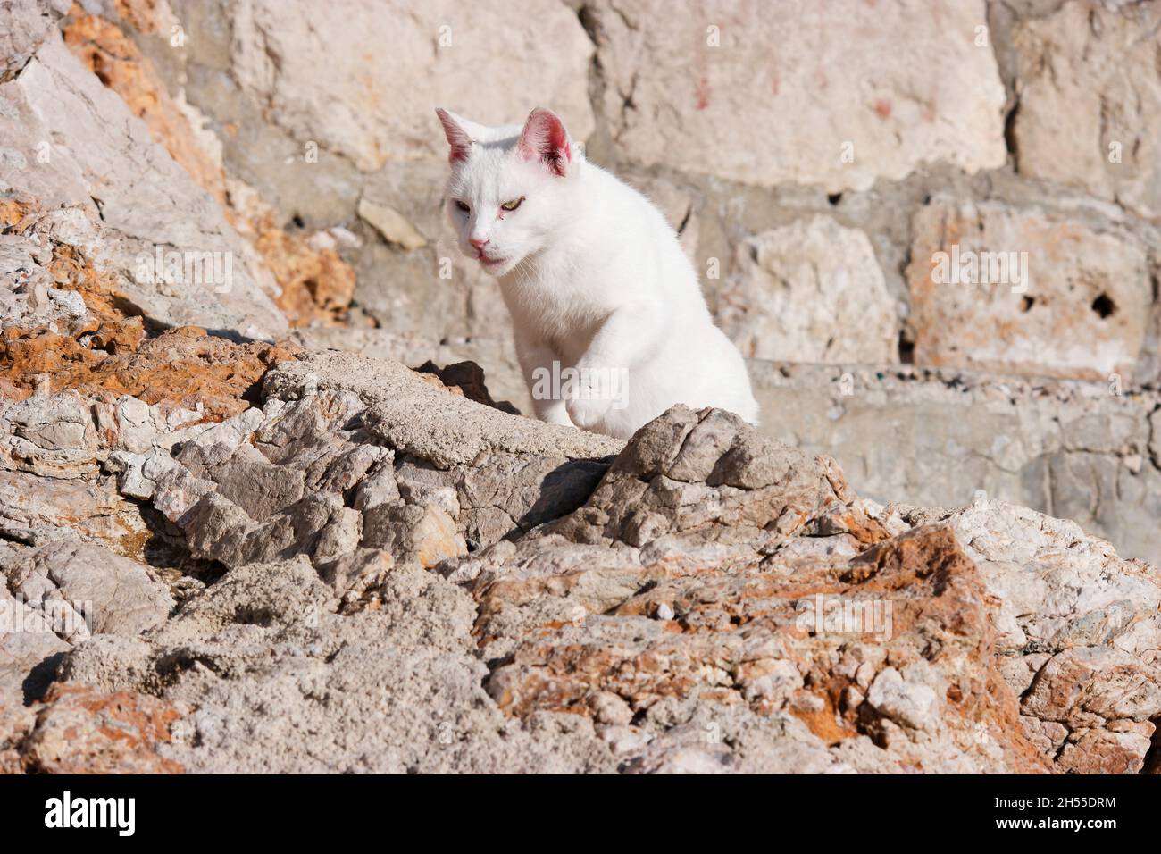 Chat blanc grimpant sur des rochers en face de la vieille ville de Dubrovnik (Dalmatie, Croatie) Banque D'Images
