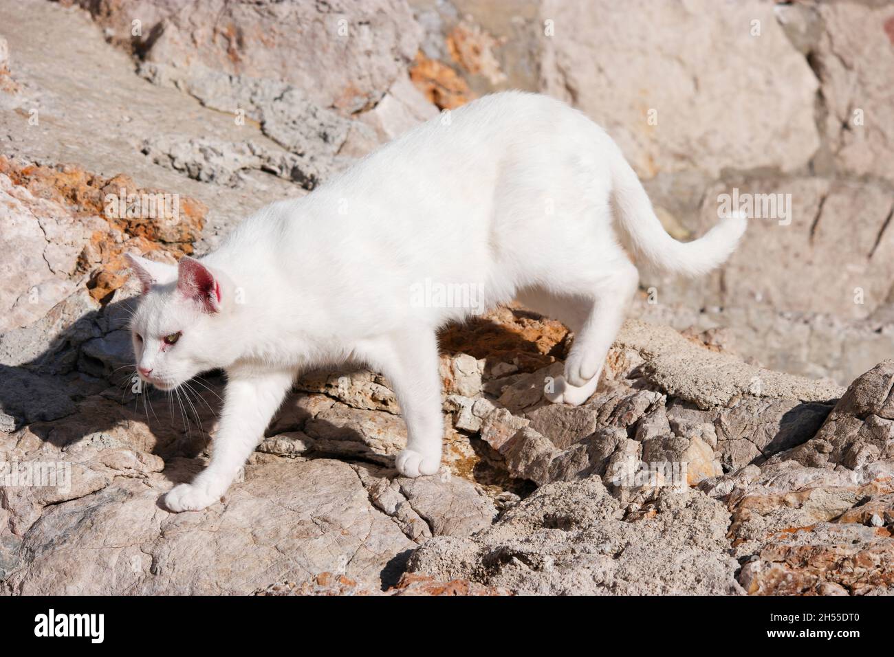 Chat blanc marchant sur des rochers en face de la vieille ville de Dubrovnik (Dalmatie, Croatie) Banque D'Images