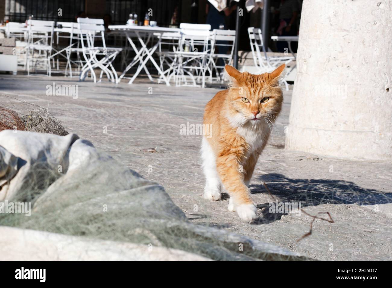 Red Cat marchant dans le port de la vieille ville de Dubrovnik (Dalmatie, Croatie) Banque D'Images